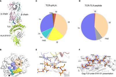 Structural Basis for Unusual TCR CDR3β Usage Against an Immunodominant HIV-1 Gag Protein Peptide Restricted to an HLA-B*81:01 Molecule